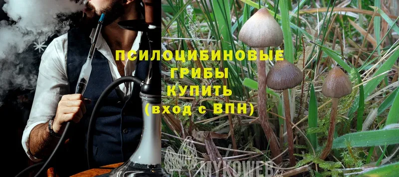 Псилоцибиновые грибы Psilocybe  Новошахтинск 